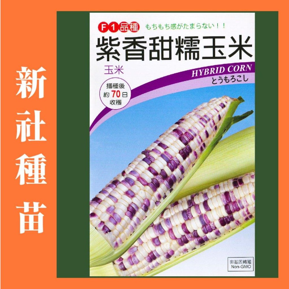 紫香甜糯玉米種子｜糯玉米種子｜開心農場｜小農種植｜蔬菜專業戶｜蔬菜種子｜園藝｜高發芽率- 新社種苗專業蔬菜種子｜園藝用品｜農業用具- iOPEN  Mall
