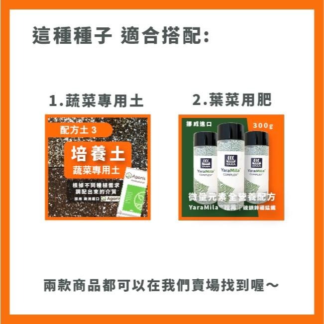 皇宮菜｜落葵｜美國空心菜｜30天即採收｜開心農場｜居家種植｜蔬菜專業戶｜蔬菜種子｜園藝 ｜-細節圖4