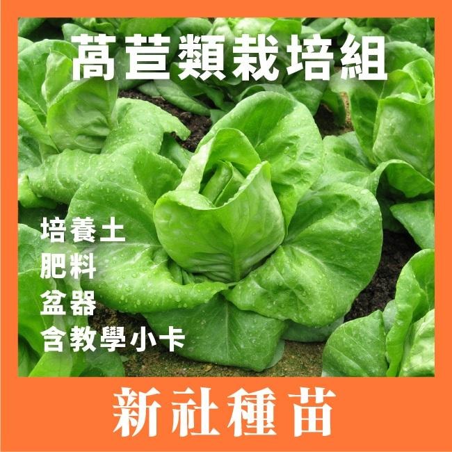 新手奶油萵苣栽培組( 種子需另購 )｜蔬菜栽培組｜生菜栽培組｜栽種組合｜學校用栽培組｜開心農場｜蔬菜專門｜專業器-細節圖2