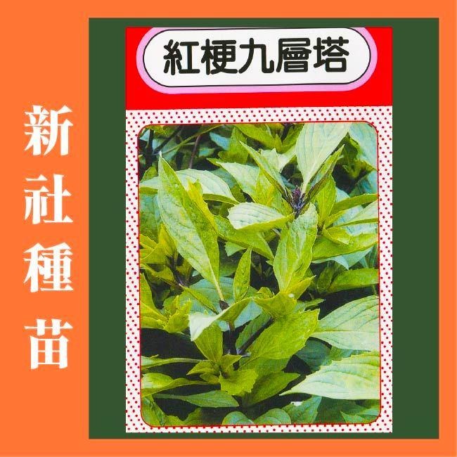 九層塔種子｜120天採收｜日本進口種子｜居家種植｜蔬菜專業戶｜蔬菜種子｜園藝 ｜超高發芽率｜-細節圖3