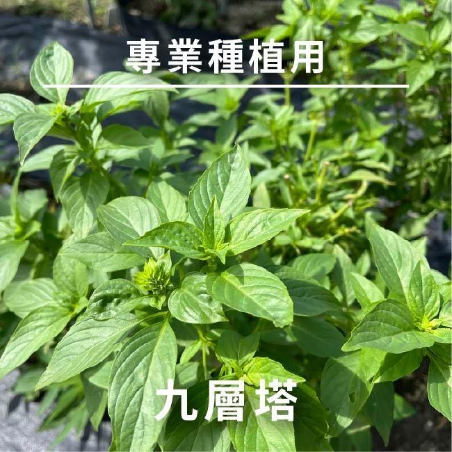 九層塔種子｜120天採收｜日本進口種子｜居家種植｜蔬菜專業戶｜蔬菜種子｜園藝 ｜超高發芽率｜-細節圖4