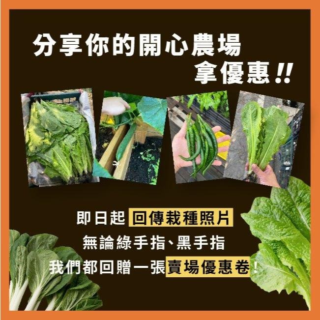 九層塔種子｜120天採收｜日本進口種子｜居家種植｜蔬菜專業戶｜蔬菜種子｜園藝 ｜超高發芽率｜-細節圖8