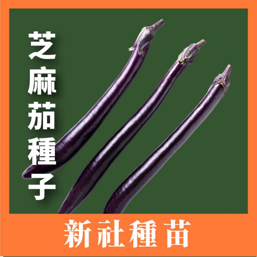 芝麻長茄種子｜居家種植｜蔬菜專業戶｜蔬菜種子｜園藝 ｜都市農耕｜開心農場-細節圖2