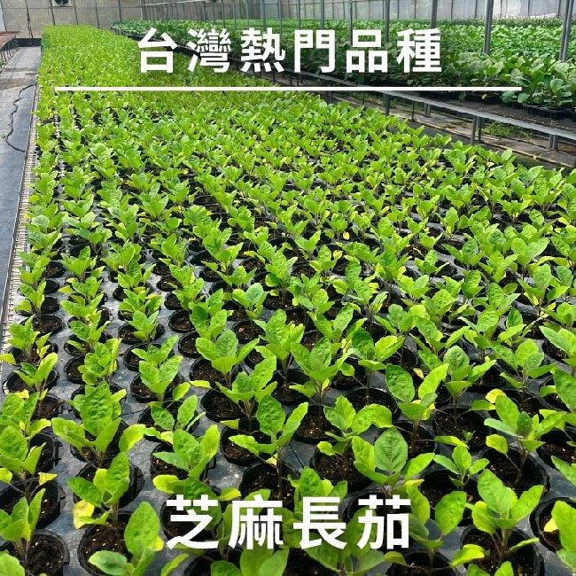 芝麻長茄種子｜居家種植｜蔬菜專業戶｜蔬菜種子｜園藝 ｜都市農耕｜開心農場-細節圖3