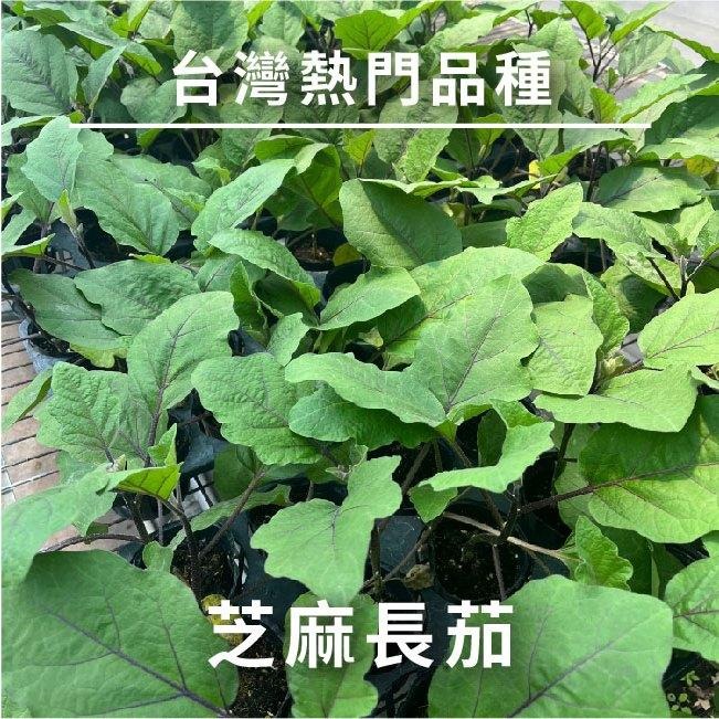 芝麻長茄種子｜居家種植｜蔬菜專業戶｜蔬菜種子｜園藝 ｜都市農耕｜開心農場-細節圖4