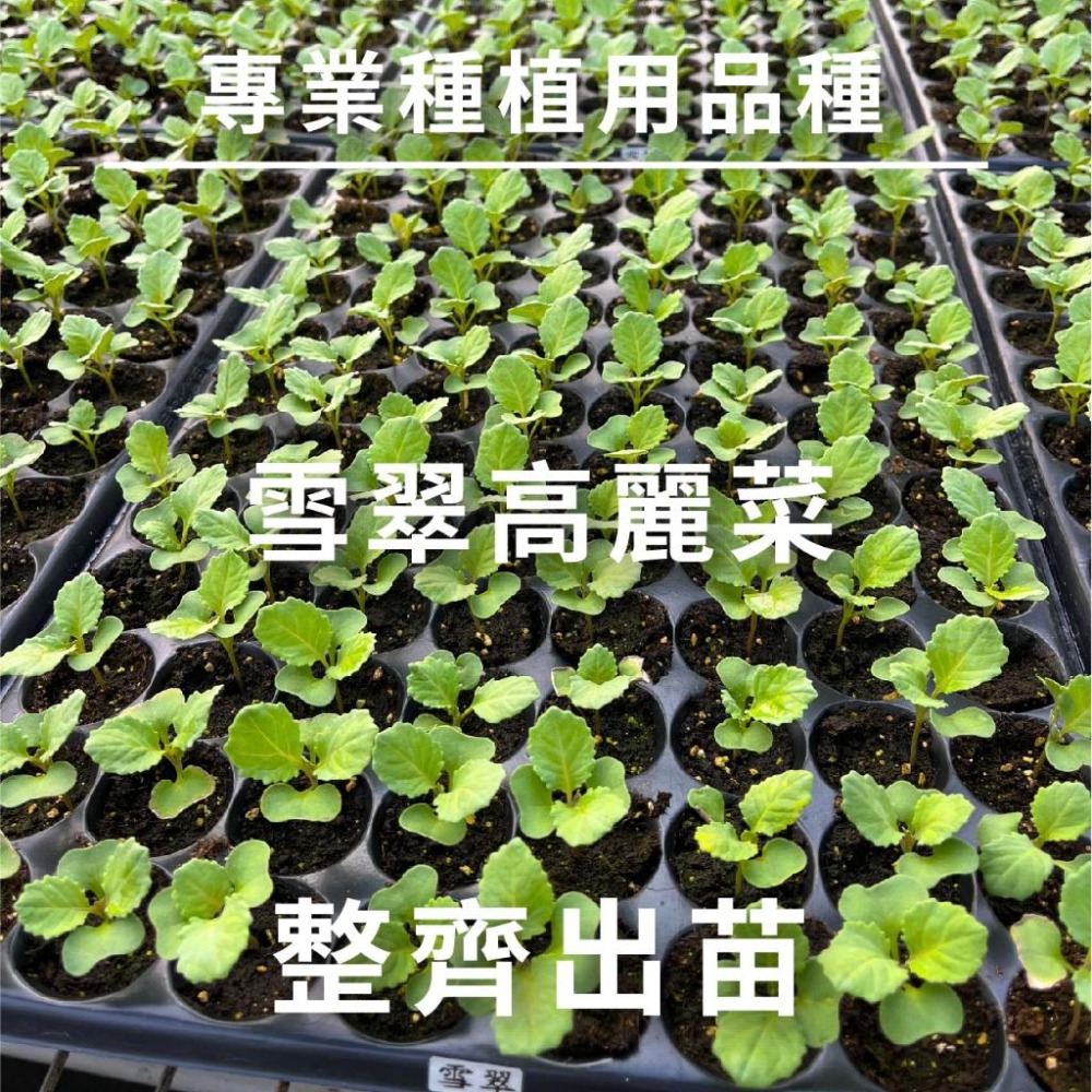 雪翠高麗菜種子｜高麗菜種子｜脆甜口感｜一代交配｜開心農場｜｜居家種植｜蔬菜專業戶｜蔬菜種子｜園藝 ｜專業種植｜-細節圖4