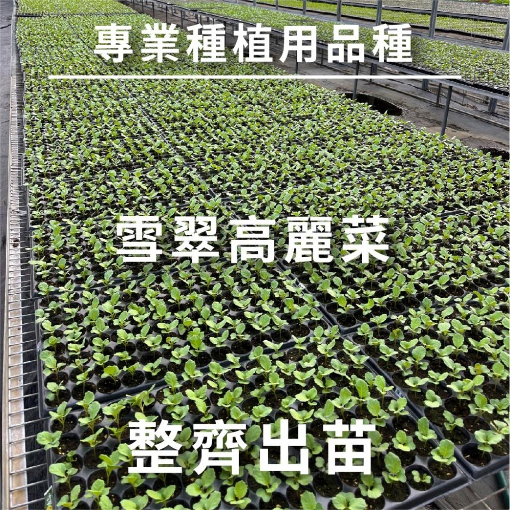 雪翠高麗菜種子｜高麗菜種子｜脆甜口感｜一代交配｜開心農場｜｜居家種植｜蔬菜專業戶｜蔬菜種子｜園藝 ｜專業種植｜-細節圖5