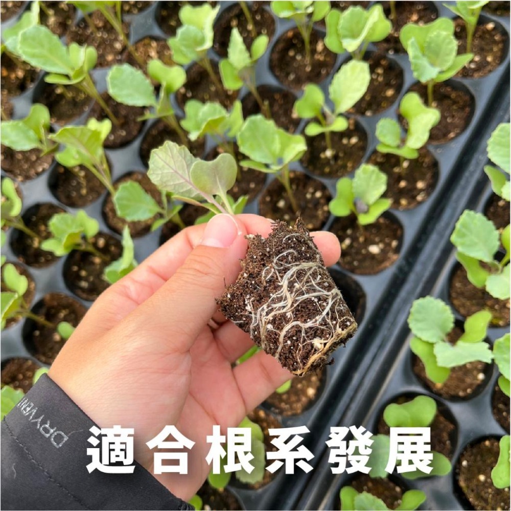 栽培土｜泥炭苔土｜乾淨無蟲｜蔬菜土｜栽培土｜營養土｜育苗介質｜高有機質｜觀葉植物介質｜已除蟲土質乾淨｜栽培介質｜配方土-細節圖5