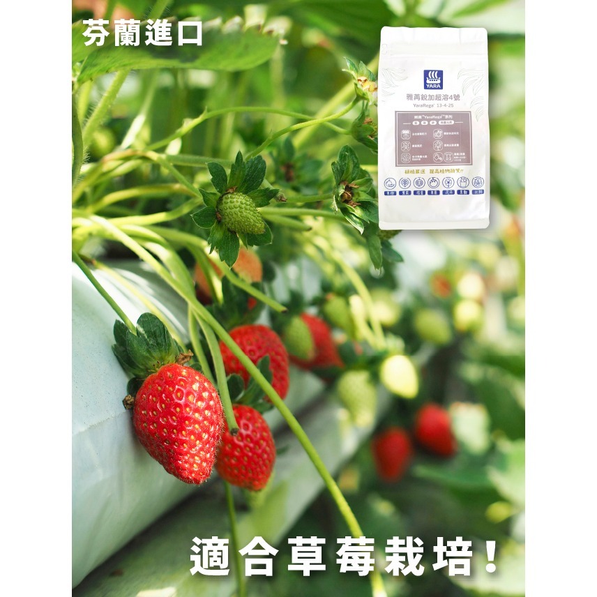 瓜果類水耕肥｜專業水耕肥料｜芬蘭進口｜水溶性肥料｜DIY水耕｜專業水耕｜泡2噸水的量｜專業使用｜我在陽台種菜｜室內栽培-細節圖3