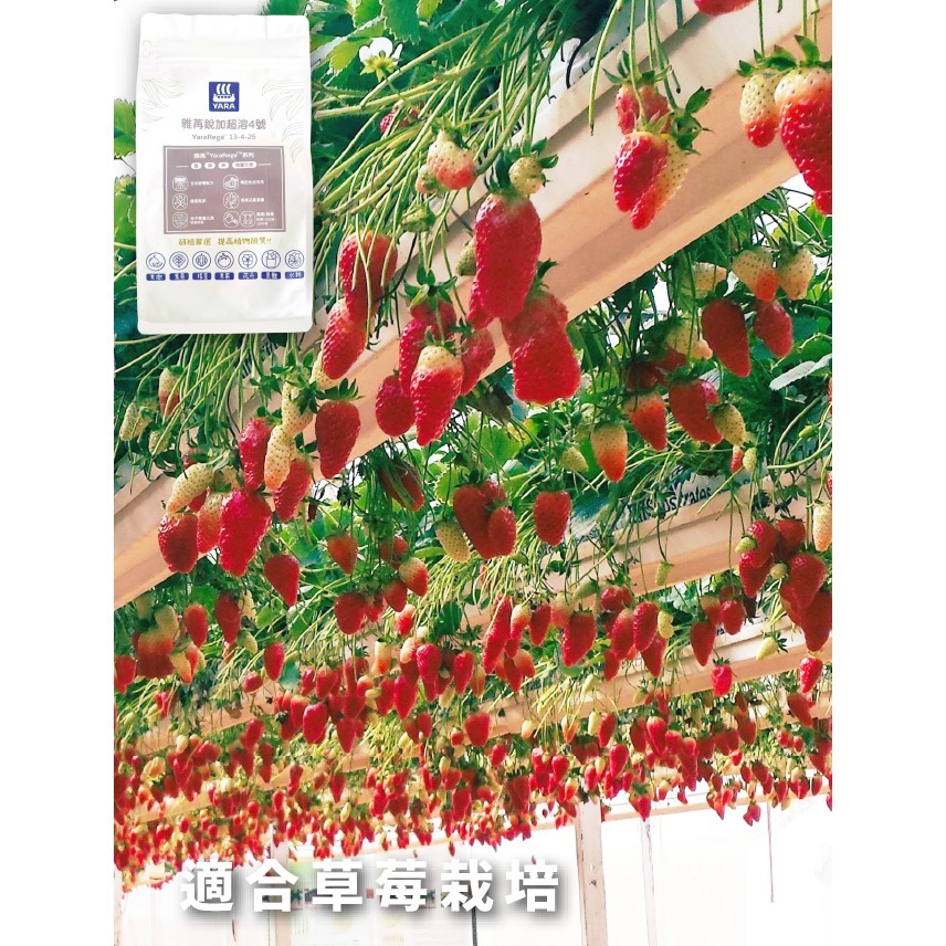 瓜果類水耕肥｜專業水耕肥料｜芬蘭進口｜水溶性肥料｜DIY水耕｜專業水耕｜泡2噸水的量｜專業使用｜我在陽台種菜｜室內栽培-細節圖5