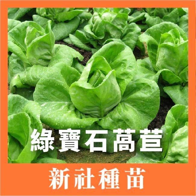 綠寶石萵苣｜紫奶油萵苣｜綠色橡木萵苣｜紅色橡木萵苣｜火焰萵苣｜紅火焰萵苣｜甜蘿蔓萵苣｜專業品種大包裝-細節圖2