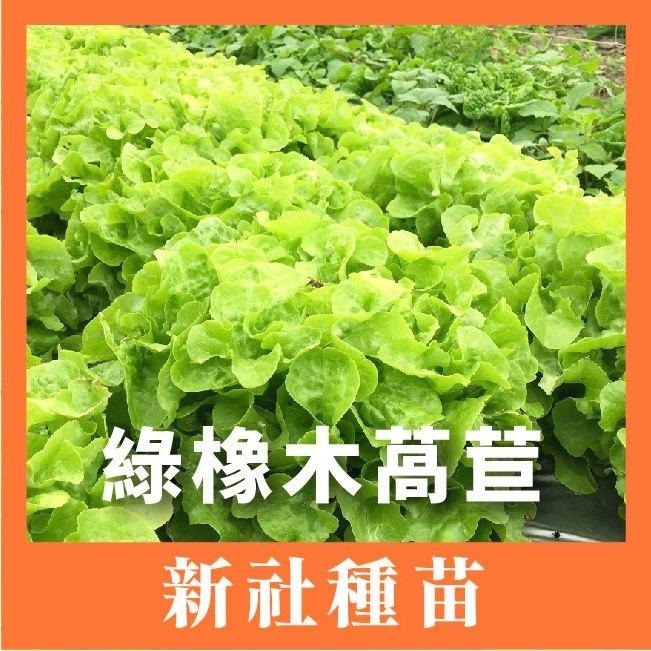 綠寶石萵苣｜紫奶油萵苣｜綠色橡木萵苣｜紅色橡木萵苣｜火焰萵苣｜紅火焰萵苣｜甜蘿蔓萵苣｜專業品種大包裝-細節圖3