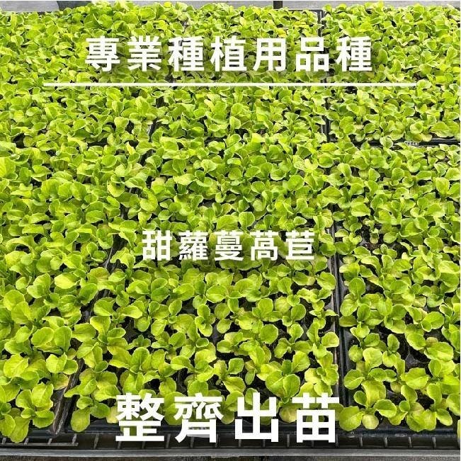 綠寶石萵苣｜紫奶油萵苣｜綠色橡木萵苣｜紅色橡木萵苣｜火焰萵苣｜紅火焰萵苣｜甜蘿蔓萵苣｜專業品種大包裝-細節圖4