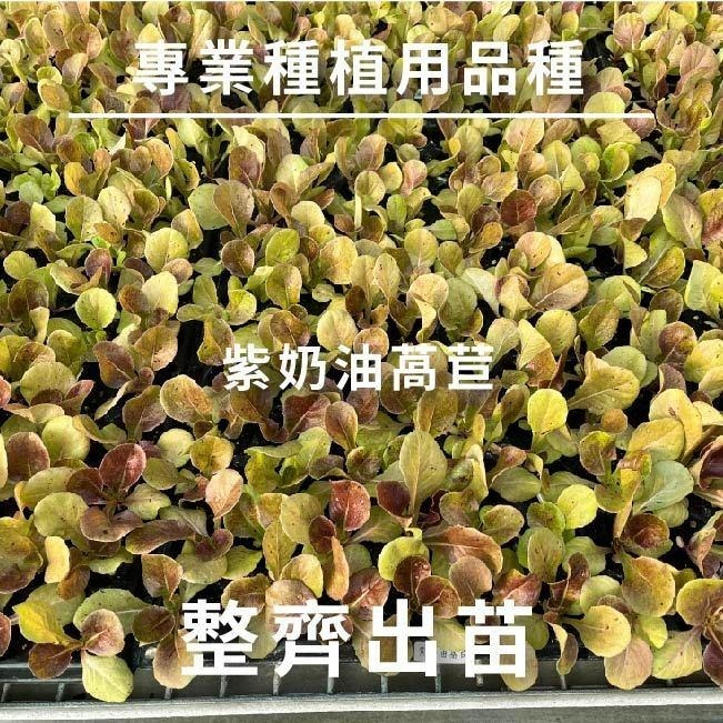 綠寶石萵苣｜紫奶油萵苣｜綠色橡木萵苣｜紅色橡木萵苣｜火焰萵苣｜紅火焰萵苣｜甜蘿蔓萵苣｜專業品種大包裝-細節圖5
