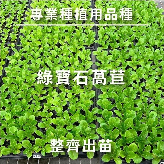 綠寶石萵苣｜紫奶油萵苣｜綠色橡木萵苣｜紅色橡木萵苣｜火焰萵苣｜紅火焰萵苣｜甜蘿蔓萵苣｜專業品種大包裝-細節圖6
