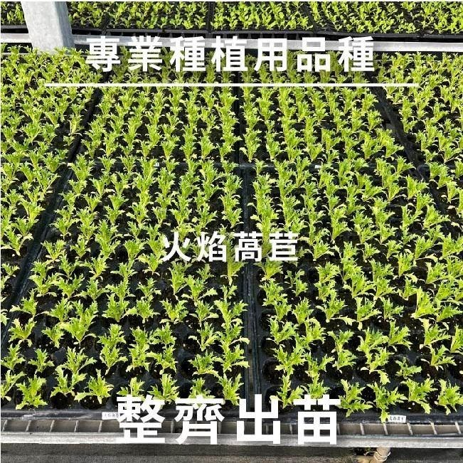 綠寶石萵苣｜紫奶油萵苣｜綠色橡木萵苣｜紅色橡木萵苣｜火焰萵苣｜紅火焰萵苣｜甜蘿蔓萵苣｜專業品種大包裝-細節圖7