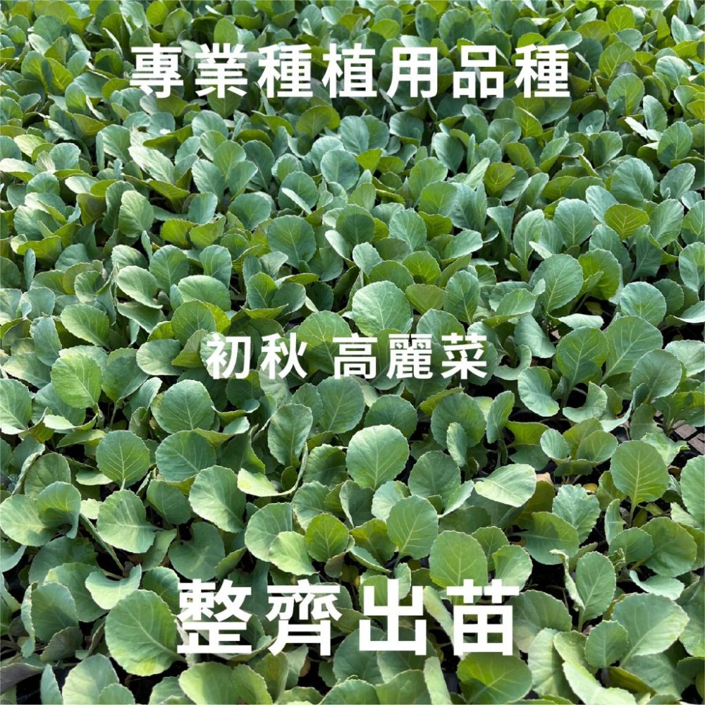 初秋高麗菜種子｜甜軟型高麗菜｜高麗菜｜初秋｜熱門品種｜居家種植｜蔬菜專業戶｜蔬菜種子｜園藝 ｜超高發芽率｜-細節圖3