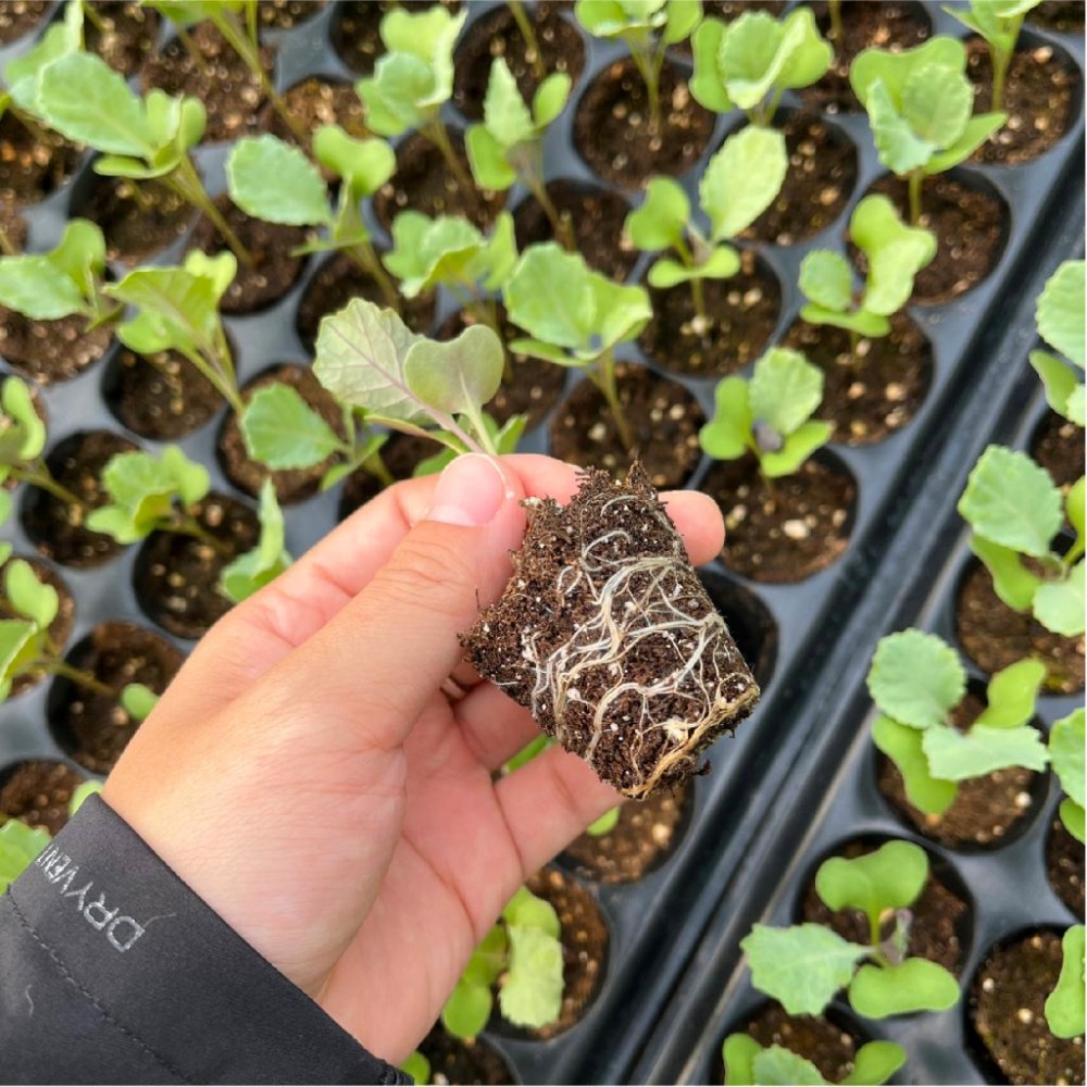 初秋高麗菜種子｜甜軟型高麗菜｜高麗菜｜初秋｜熱門品種｜居家種植｜蔬菜專業戶｜蔬菜種子｜園藝 ｜超高發芽率｜-細節圖4