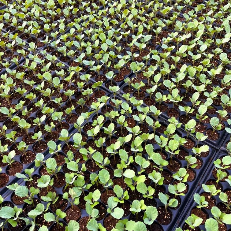 初秋高麗菜種子｜甜軟型高麗菜｜高麗菜｜初秋｜熱門品種｜居家種植｜蔬菜專業戶｜蔬菜種子｜園藝 ｜超高發芽率｜-細節圖5