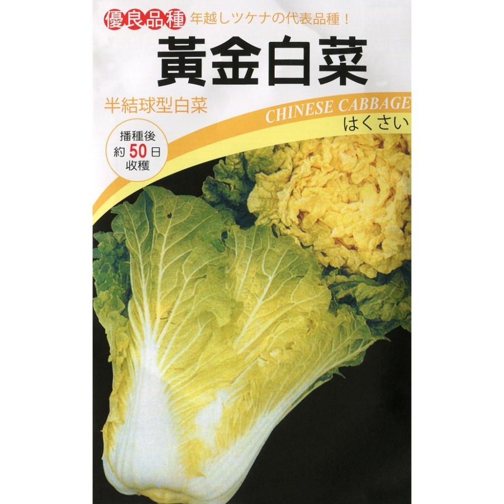 黃金白菜種子｜大白菜種子｜韓式泡菜用｜結球白菜｜秋冬種植｜蔬菜專業戶｜蔬菜種子｜園藝 ｜超高發芽率｜開心農場｜-細節圖2