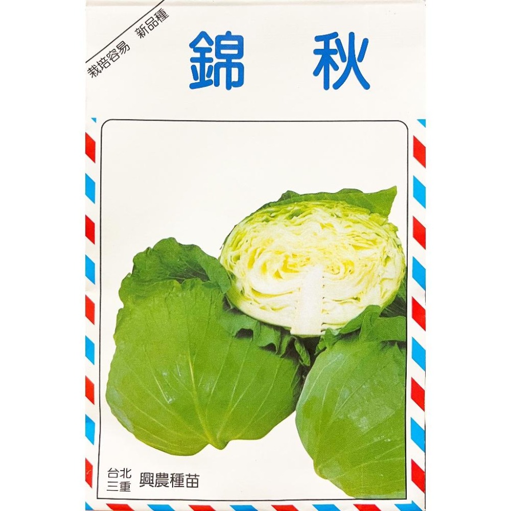 錦秋高麗菜種子｜高麗菜種子｜60天｜秋季種植｜日常好菜｜小空間種植|居家種植｜蔬菜專業種植｜蔬菜種子｜園藝 ｜-細節圖2