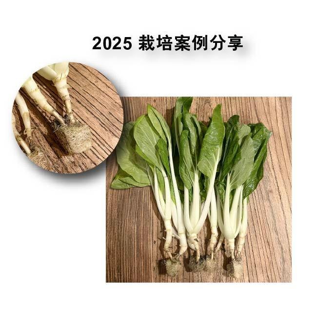 水耕海綿🔥 兩顆一元｜定植棉｜蔬菜｜生菜種植｜無土｜開心農場｜水耕海綿｜無土栽培｜園藝｜基質棉｜育苗棉｜育苗用｜-細節圖4