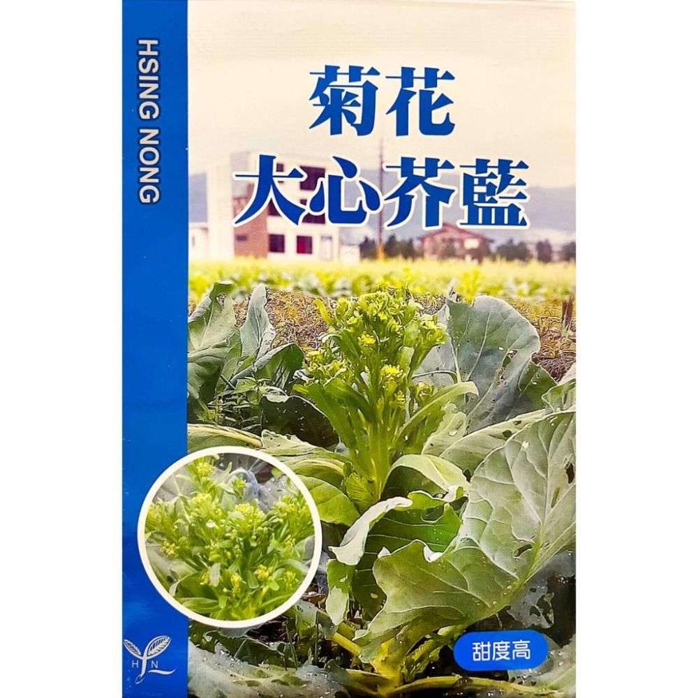黃花芥蘭種子｜菊花大新芥藍｜芥蘭菜｜蠔油芥藍｜適合炒牛肉｜開心農場｜新手入門款｜居家種植｜都市農耕｜蔬菜專業戶｜-細節圖2