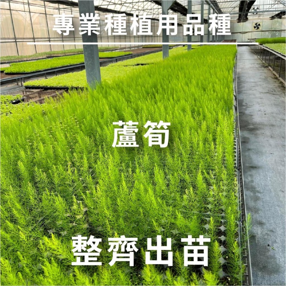 蘆筍種子｜蘆筍苗｜美國蘆筍｜開心農場｜蔬菜專業戶｜都市小農｜休閒農業｜退休生活｜蔬菜種子｜園藝 ｜-細節圖4