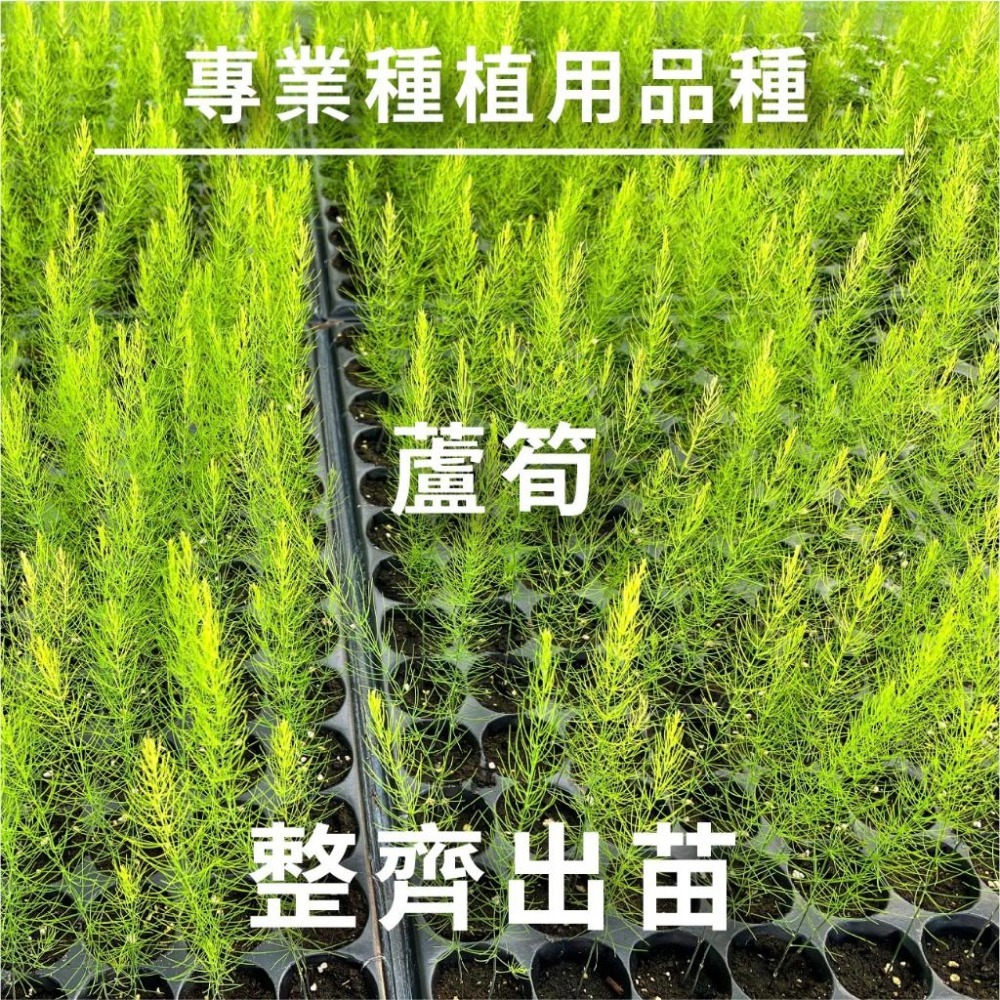 蘆筍種子｜蘆筍苗｜美國蘆筍｜開心農場｜蔬菜專業戶｜都市小農｜休閒農業｜退休生活｜蔬菜種子｜園藝 ｜-細節圖5