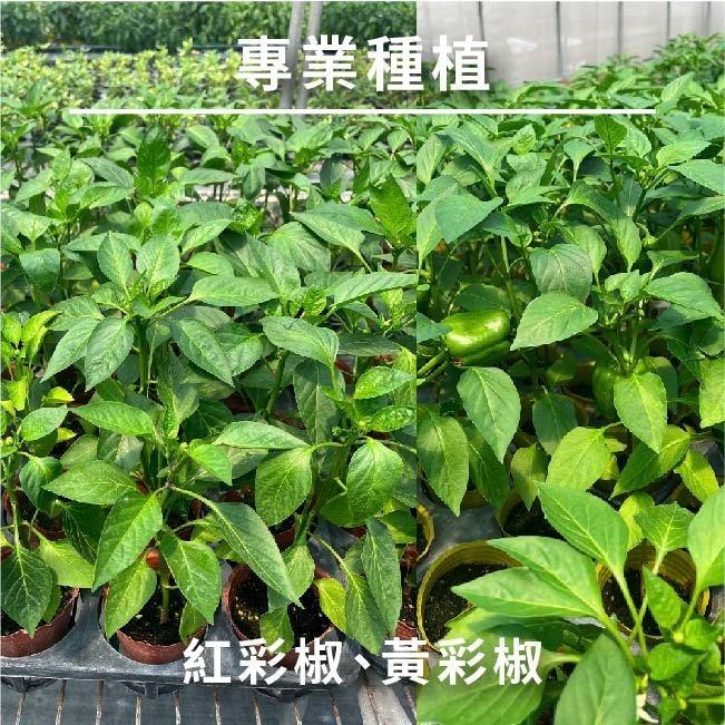 甜椒種子｜彩椒種子｜紅甜椒｜黃甜椒｜開心農場｜生菜沙拉｜都市農耕｜居家種植｜蔬菜專業戶｜蔬菜種子｜園藝 ｜生菜沙拉｜-細節圖2