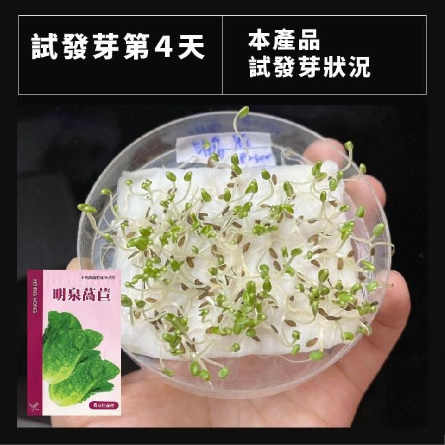 明泉萵苣種子｜韓國烤肉專用生菜｜45天可採收｜超簡單入門｜開心農場｜日常好菜｜居家種植｜蔬菜專業戶｜蔬菜種子-細節圖3
