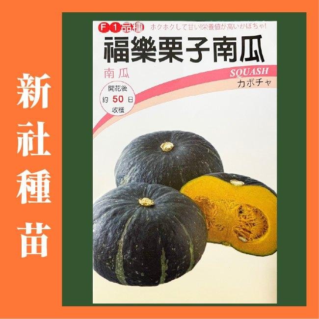 南瓜種子大全｜各式南瓜｜栗子南瓜｜南瓜｜木瓜型｜砂糖南瓜｜日本南瓜｜開心農場｜居家種植｜蔬菜專業戶｜蔬菜種子｜園藝 ｜-細節圖2