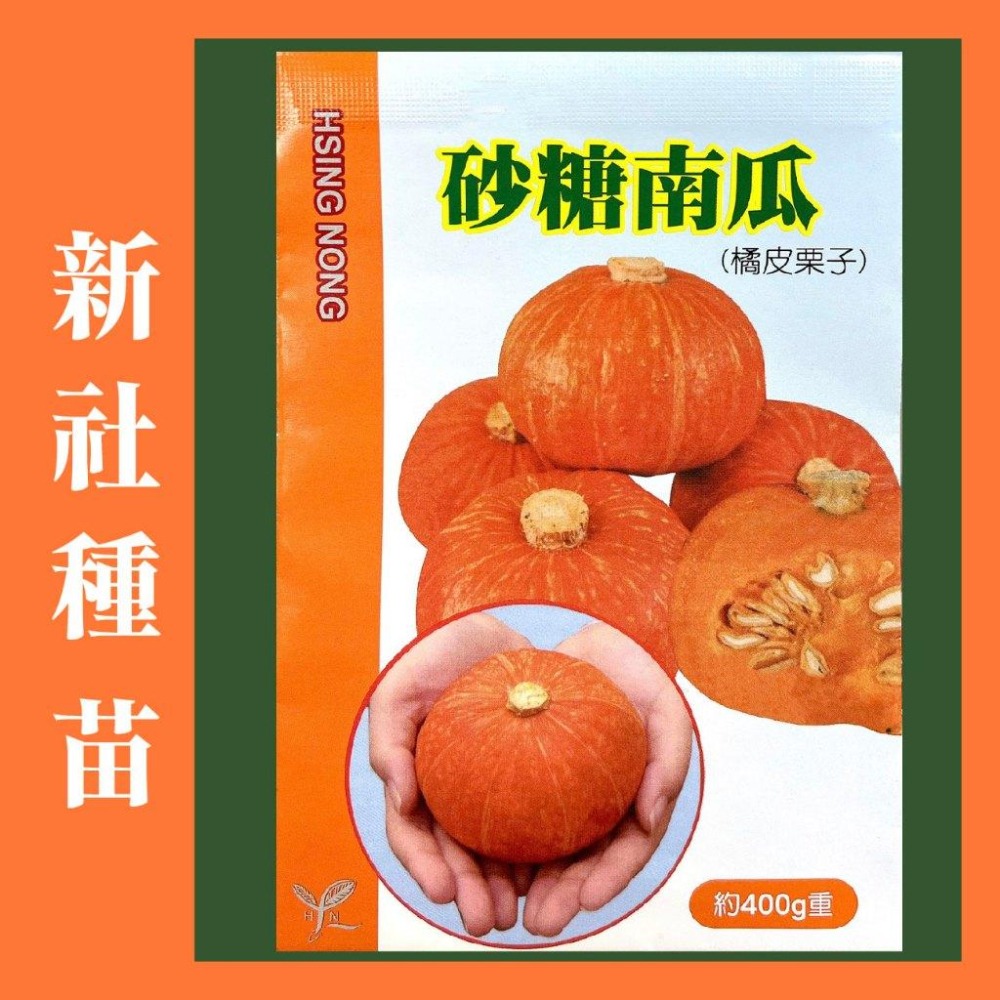南瓜種子大全｜各式南瓜｜栗子南瓜｜南瓜｜木瓜型｜砂糖南瓜｜日本南瓜｜開心農場｜居家種植｜蔬菜專業戶｜蔬菜種子｜園藝 ｜-細節圖3