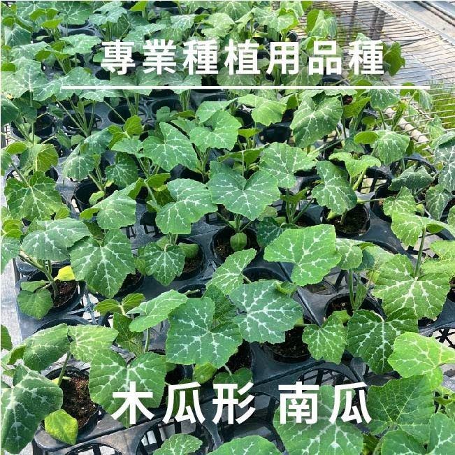 南瓜種子大全｜各式南瓜｜栗子南瓜｜南瓜｜木瓜型｜砂糖南瓜｜日本南瓜｜開心農場｜居家種植｜蔬菜專業戶｜蔬菜種子｜園藝 ｜-細節圖6