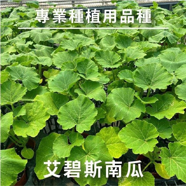 艾碧斯南瓜種子｜日本南瓜｜金瓜｜秋季～冬季～春季 | 開心農場｜居家種植｜蔬菜專業戶｜蔬菜種子｜園藝 ｜-細節圖4