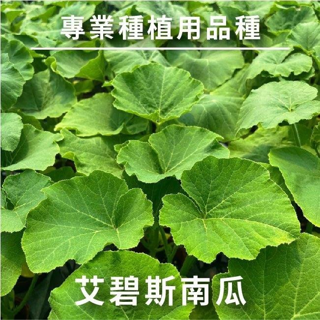 艾碧斯南瓜種子｜日本南瓜｜金瓜｜秋季～冬季～春季 | 開心農場｜居家種植｜蔬菜專業戶｜蔬菜種子｜園藝 ｜-細節圖5