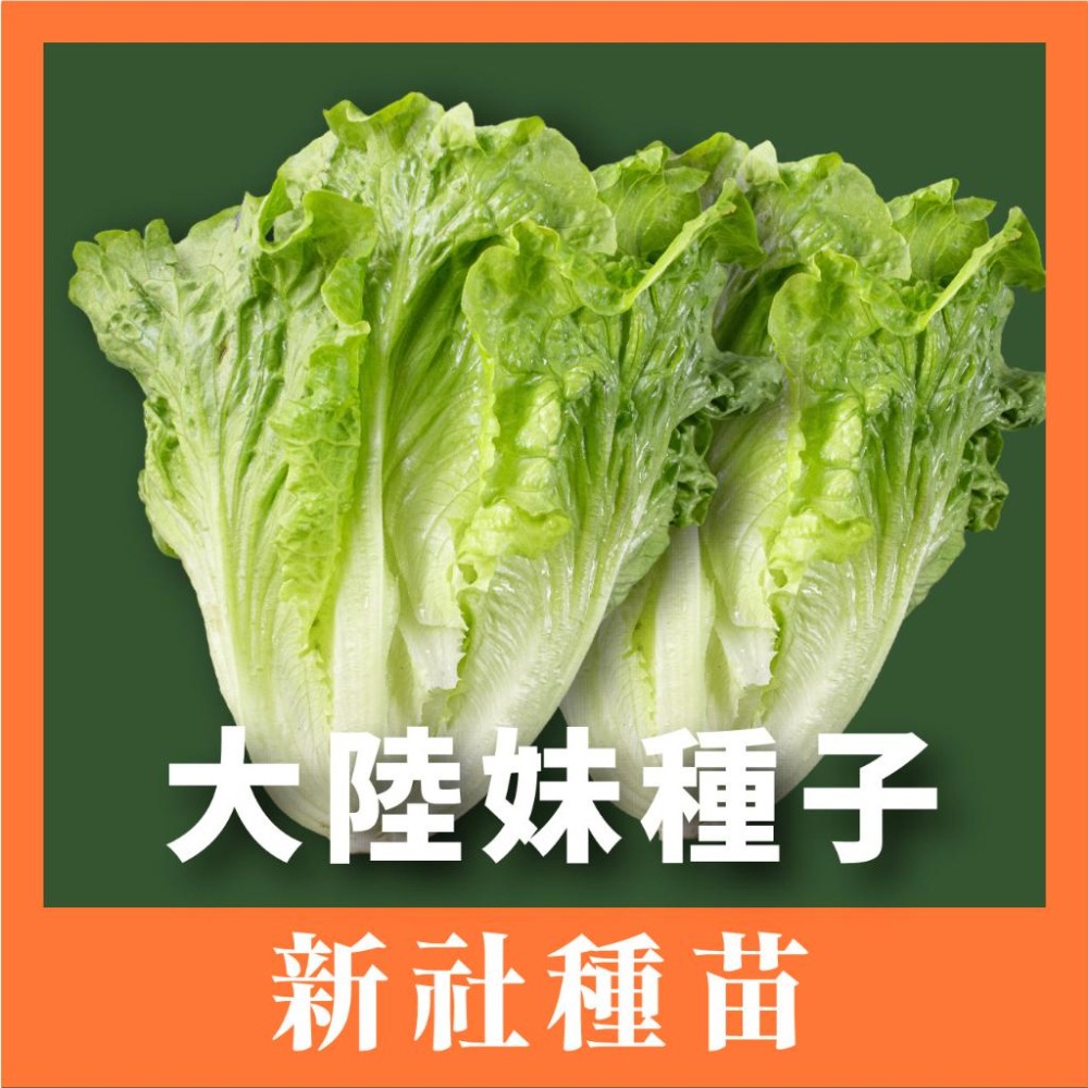 大陸妹種子｜45天可採收｜福山萵苣｜超簡單入門｜日常好菜｜居家種植｜蔬菜專業戶｜蔬菜種子｜園藝 ｜良好發芽率-細節圖2