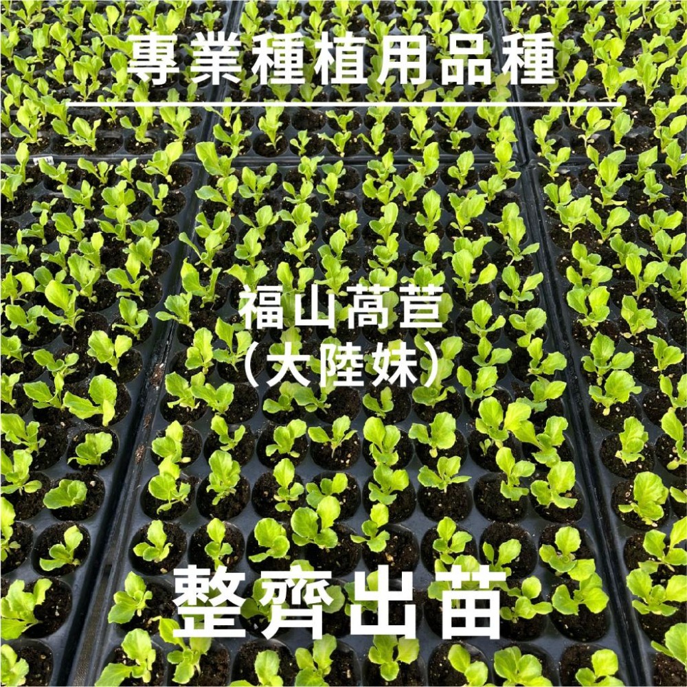 大陸妹種子｜45天可採收｜福山萵苣｜超簡單入門｜日常好菜｜居家種植｜蔬菜專業戶｜蔬菜種子｜園藝 ｜良好發芽率-細節圖5
