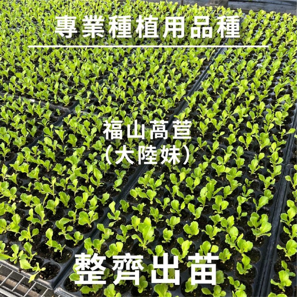 大陸妹種子｜45天可採收｜福山萵苣｜超簡單入門｜日常好菜｜居家種植｜蔬菜專業戶｜蔬菜種子｜園藝 ｜良好發芽率-細節圖6