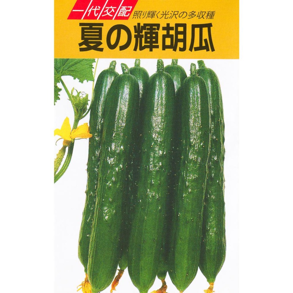 夏之輝 小黃瓜種子｜日本進口種子｜另有大包8g  230元，請聊聊問｜一代交配胡瓜｜蔬菜專業戶｜蔬菜種子｜園藝 ｜小菜園-細節圖2