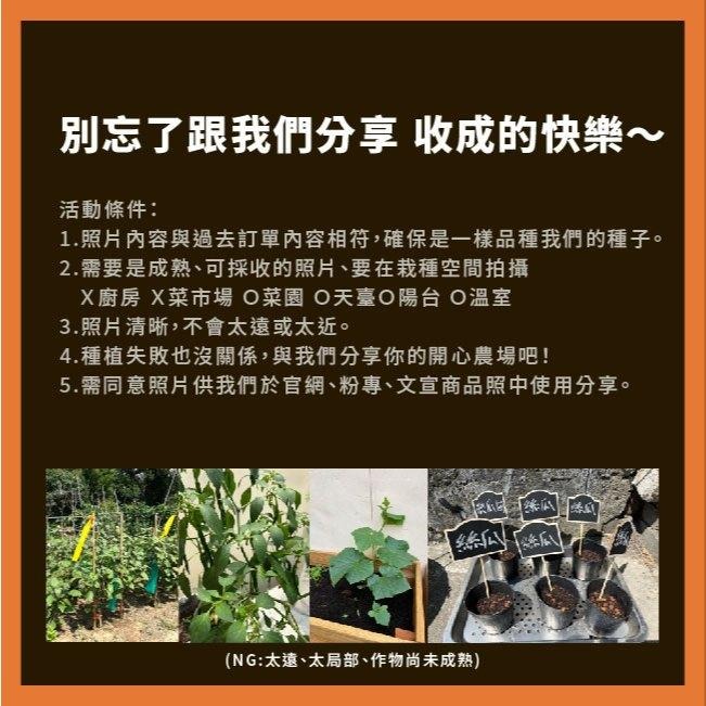 夏之輝 小黃瓜種子｜日本進口種子｜另有大包8g  230元，請聊聊問｜一代交配胡瓜｜蔬菜專業戶｜蔬菜種子｜園藝 ｜小菜園-細節圖7