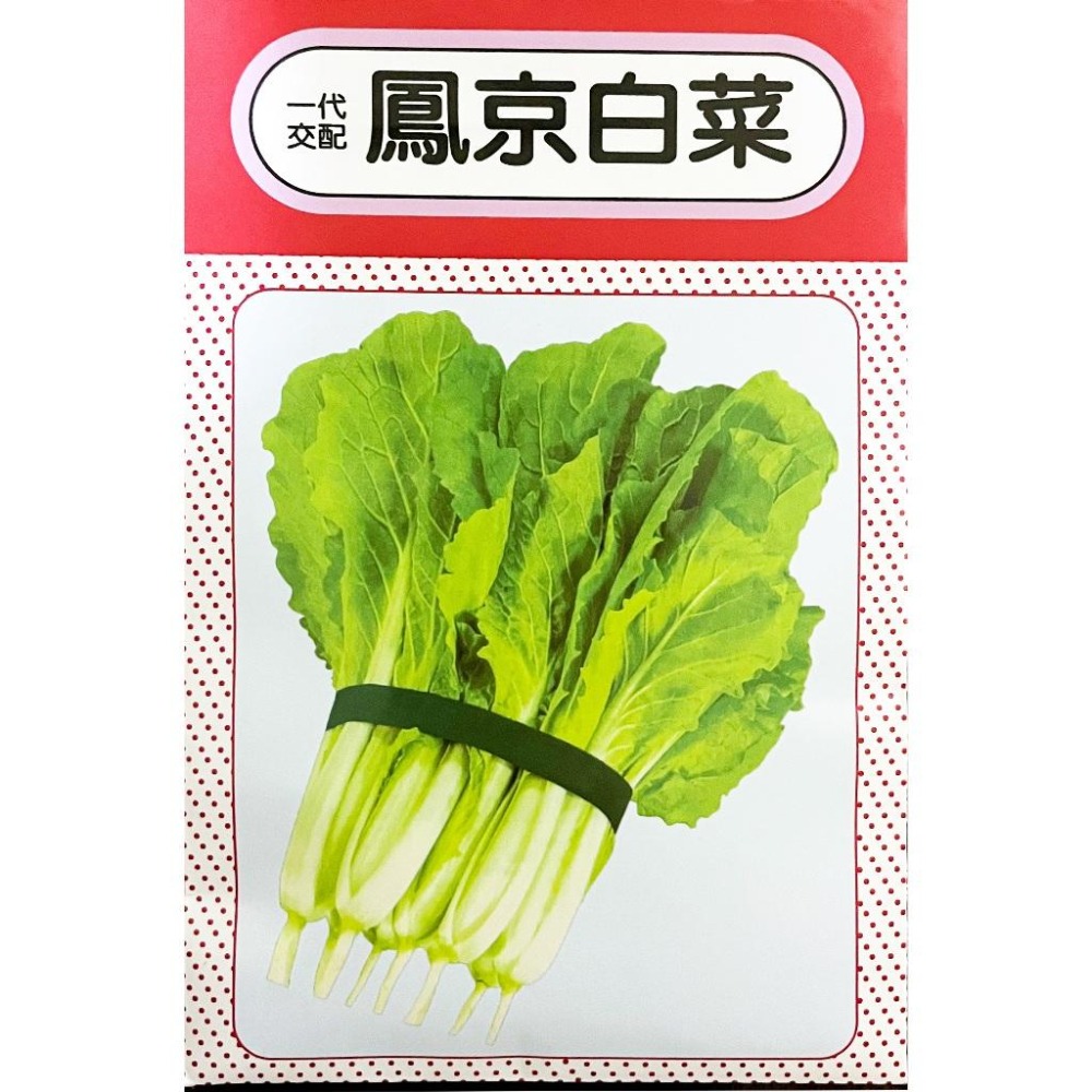 鳳京白菜種子｜日本白種子｜快速收成｜小農種植｜開心農場｜居家種植｜蔬菜專業戶｜蔬菜種子｜園藝 ｜高發芽率｜-細節圖2