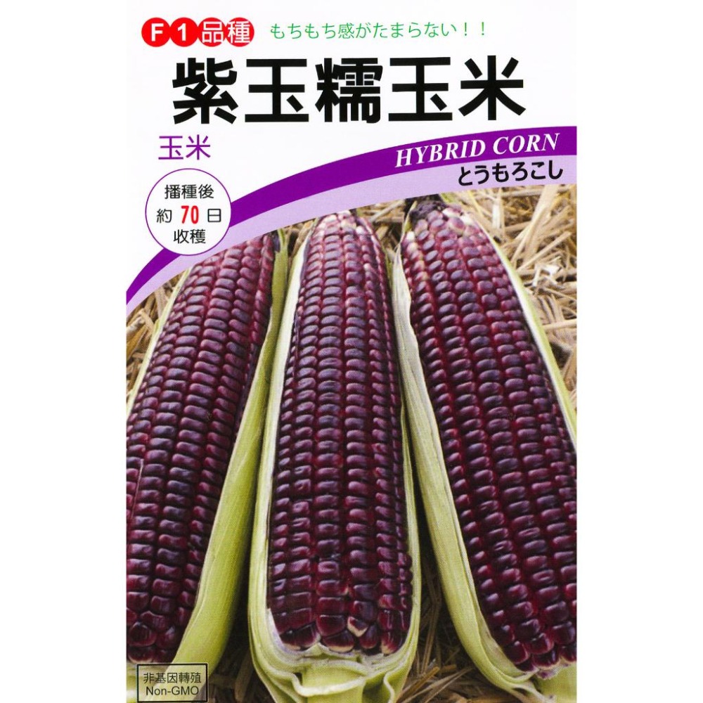 紫玉糯玉米種子｜糯玉米種子｜開心農場｜小農種植｜蔬菜專業戶｜蔬菜種子｜園藝 ｜高發芽率-細節圖2