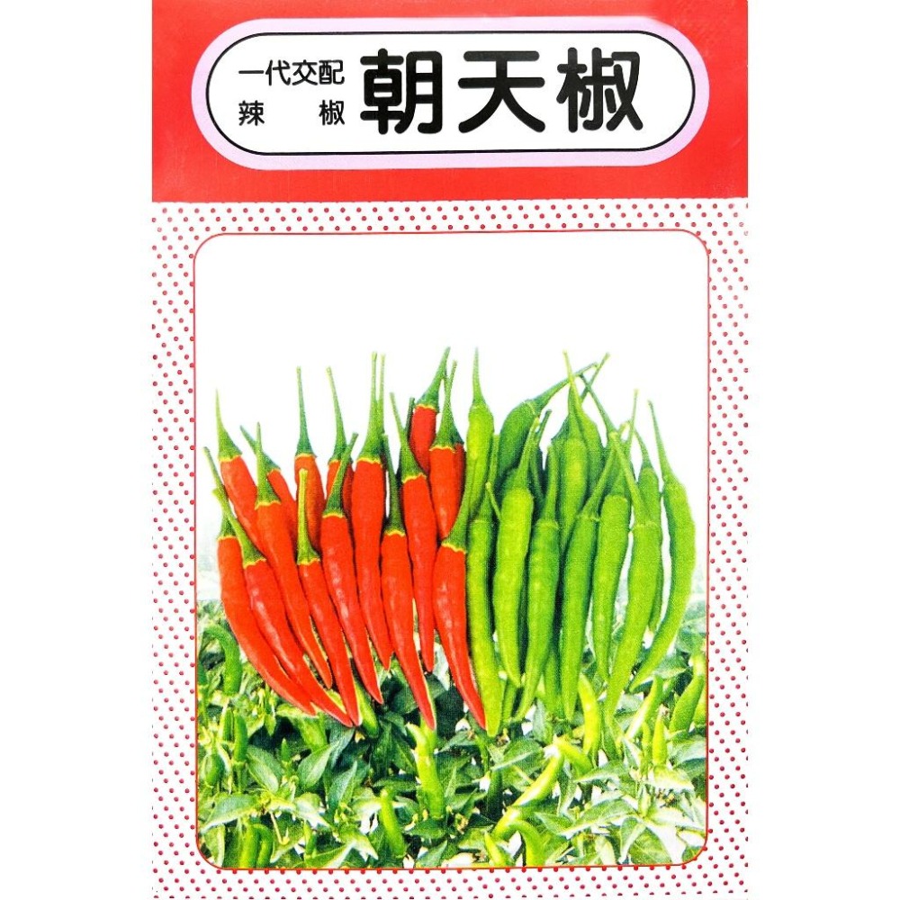 朝天椒種子｜辣椒種子｜開心農場｜新手入門款｜居家種植｜都市農耕｜蔬菜專業戶｜蔬菜種子｜園藝 ｜-細節圖2