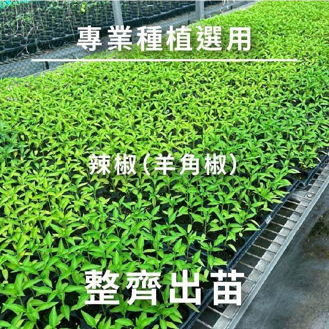 朝天椒種子｜辣椒種子｜開心農場｜新手入門款｜居家種植｜都市農耕｜蔬菜專業戶｜蔬菜種子｜園藝 ｜-細節圖5
