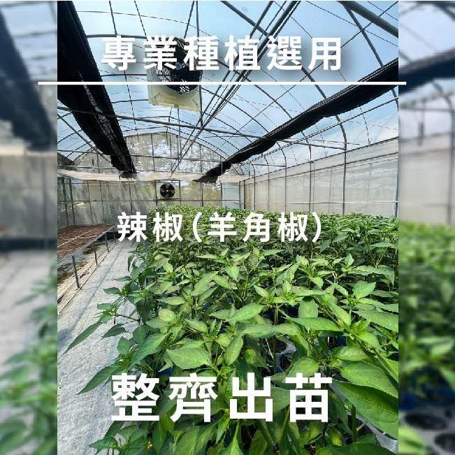朝天椒種子｜辣椒種子｜開心農場｜新手入門款｜居家種植｜都市農耕｜蔬菜專業戶｜蔬菜種子｜園藝 ｜-細節圖6