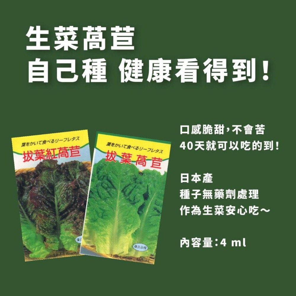 拔葉萵苣種子｜韓國烤肉專用生菜｜生菜包肉用｜拔葉生菜｜40天採收｜簡單入門｜小空間種植｜居家種植｜蔬菜種子｜園藝-細節圖2