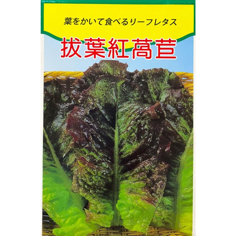 拔葉萵苣種子｜韓國烤肉專用生菜｜生菜包肉用｜拔葉生菜｜40天採收｜簡單入門｜小空間種植｜居家種植｜蔬菜種子｜園藝-細節圖3