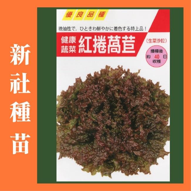 A菜萵苣種子｜萵苣種子｜生菜種子｜OA｜30~60天可採收｜OA｜超簡單入門｜｜鹿角萵苣｜青葉萵苣｜蔬菜種子 ｜發芽良好-細節圖2