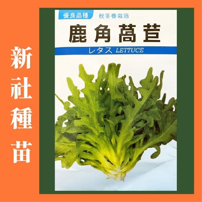 A菜萵苣種子｜萵苣種子｜生菜種子｜OA｜30~60天可採收｜OA｜超簡單入門｜｜鹿角萵苣｜青葉萵苣｜蔬菜種子 ｜發芽良好-細節圖3